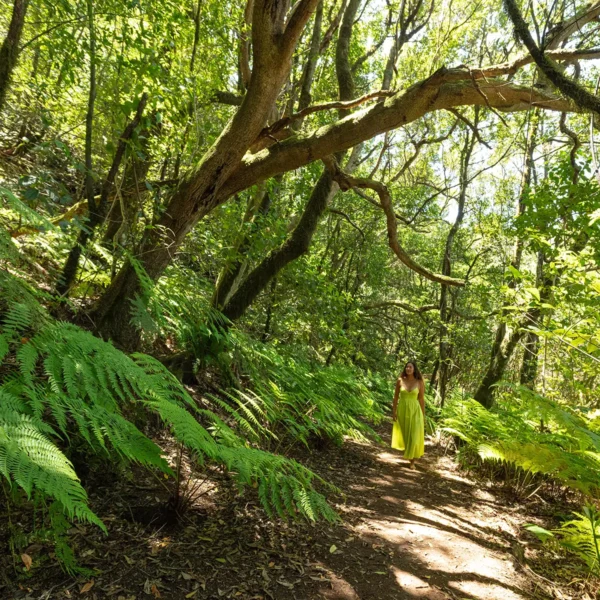 Laurisilva en el Parque Rural de Anaga con vegetación húmeda y senderos forestales en Tenerife Norte